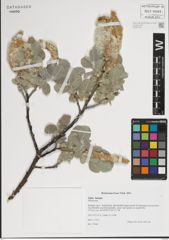 Foto von Salix lanata L.